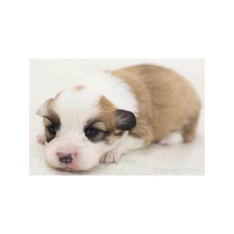 成約済の神奈川県のウェルシュコーギーペンブローク-405195の4枚目